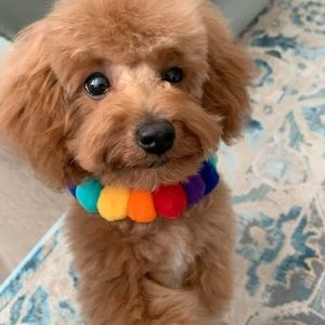 Meet your Posher, Gail